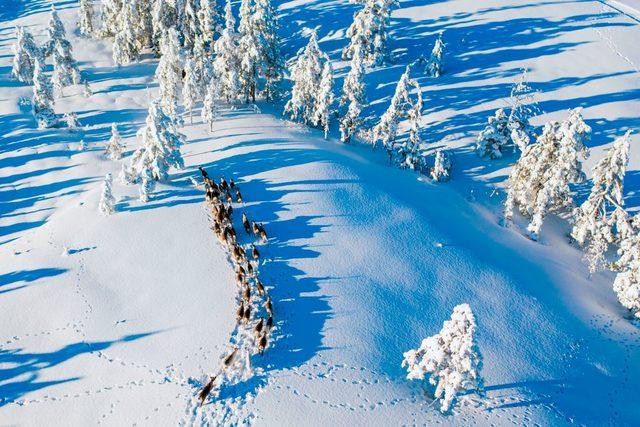 Reindeer seen from the air