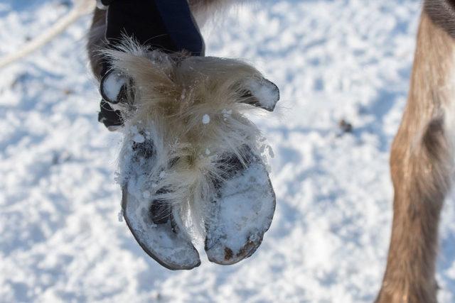 ... which they reach by digging holes in the snow with their hooves