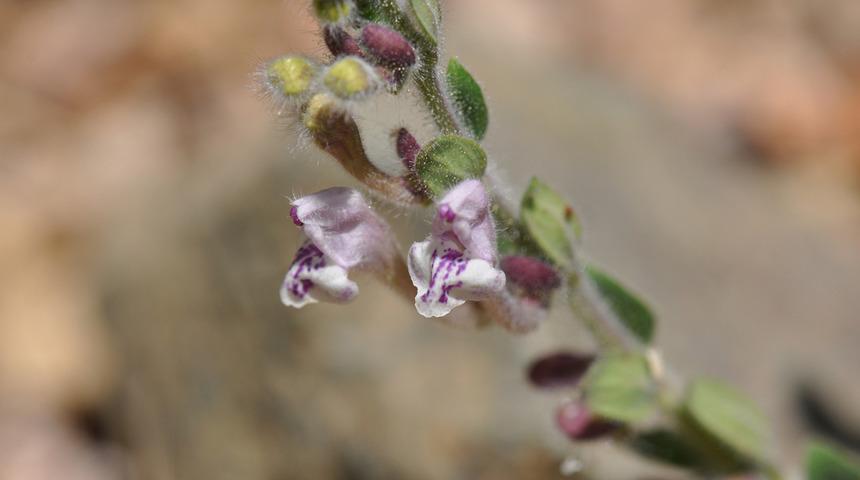 Sayıları 19'a &ccedil;ıktı! Muğla'da yeni bir kaside &ccedil;i&ccedil;eği t&uuml;r&uuml; keşfedildi