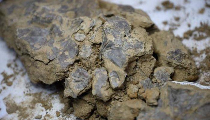 Beşiktaş'taki kazılarda yeni keşif! 5 bin 500 yıllık yaprak bulundu