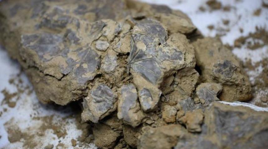 Beşiktaş'taki kazılarda yeni keşif! 5 bin 500 yıllık yaprak bulundu 