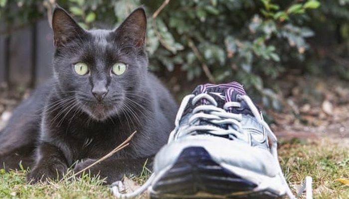 Böylesini görmediniz! Hırsız kedi çaldığı eşyalarla şaşkınlık yarattı