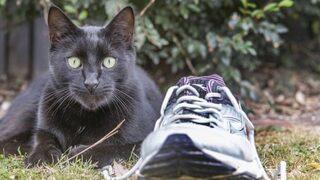Böylesini görmediniz! Hırsız kedi çaldığı eşyalarla şaşkınlık yarattı