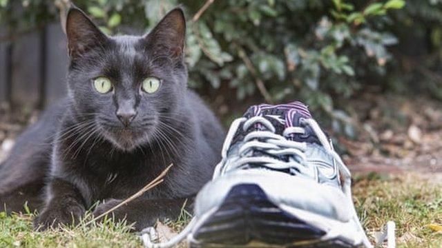 Böylesini görmediniz! Hırsız kedi çaldığı eşyalarla şaşkınlık yarattı