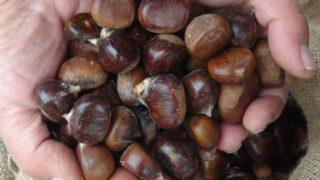 Çin kestanesine dikkat! Bakın nasıl anlayacaksınız... ''Kanserojen madde içeriyor''