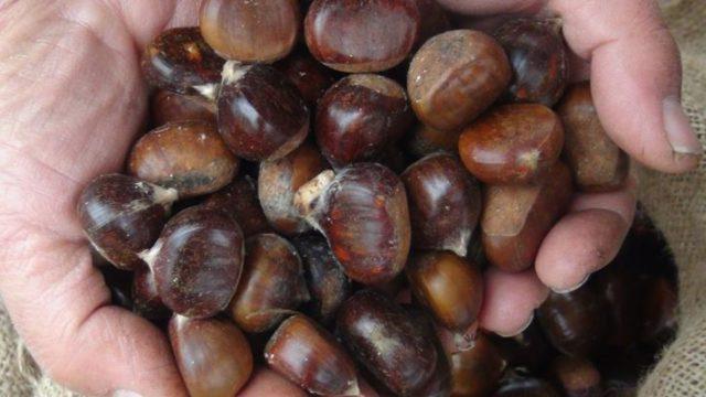 Çin kestanesine dikkat! Bakın nasıl anlayacaksınız... ''Kanserojen madde içeriyor''