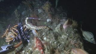 22 yıl sonra bir ilk! Avustralya'da pembe el balığına rastlandı