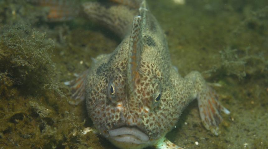 Neslinin tükendiği düşünülüyordu! 22 yıl sonra görüntülendi