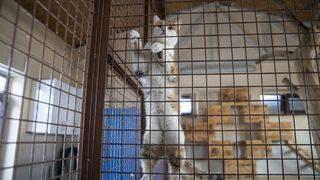 Dondurucu soğukların yaşandığı Erzurum'da sahipsiz hayvanlara sıcak yuva imkanı