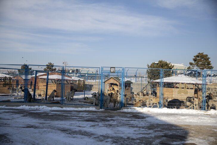 Dondurucu soğukların yaşandığı Erzurum'da sahipsiz hayvanlara "sıcak yuva" imkanı G3