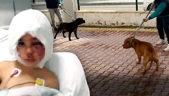 SON DAKİKA | Pitbull saldırısına uğrayan Asiye Ateş olay sonrası ilk kez konuştu! Annesinin yanında doktora söyledikleri duygulandırdı