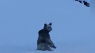 Boz ayı şaşkınlığı! ''Normalde kış uykusunda olması gerekiyordu''