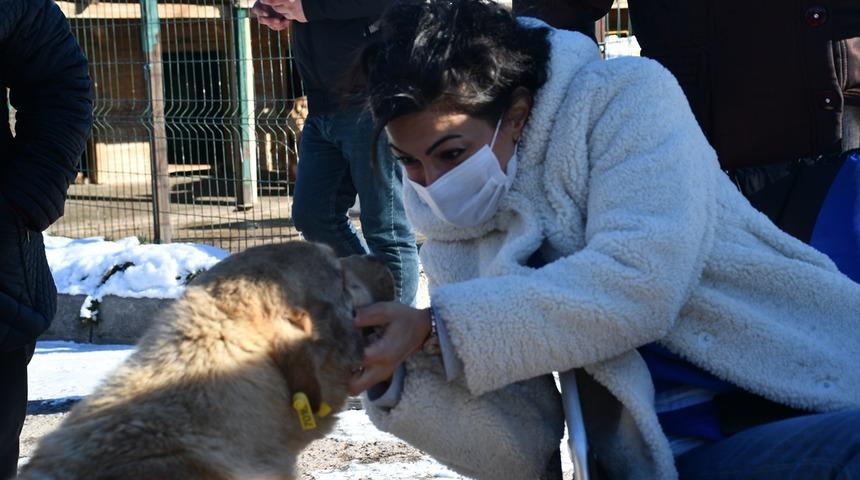 Sivas'taki bakım ve rehabilite merkezi sahipsiz hayvanlara yuva oluyor