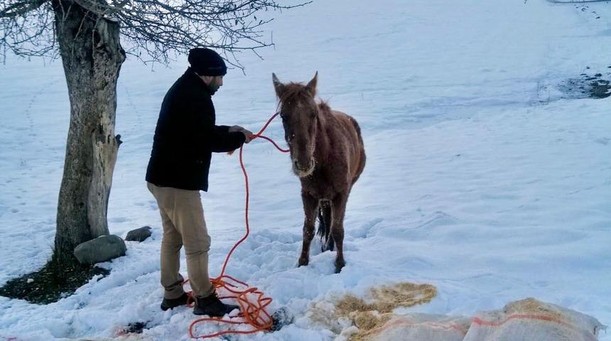 Tırın çarpması sonucu yaralanan ata, Muş Valisi Gündüzöz sahip çıktı