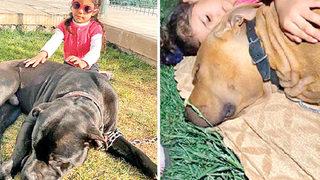 Son dakika… Asiye Ateş’in yaralandığı pitbull dehşetindeki yeni görüntüler şaşırttı!