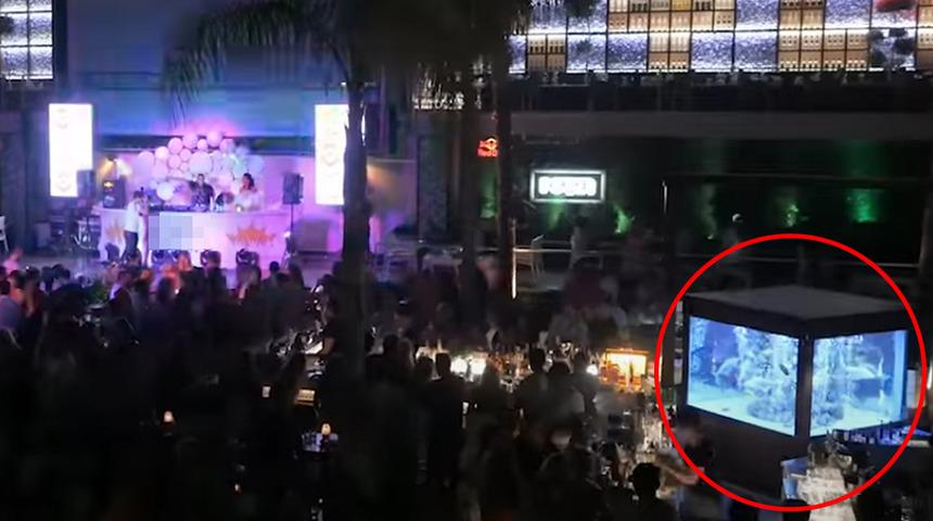 Alanya’daki ünlü gece kulübünde şoke eden görüntü! Köpek balığı…