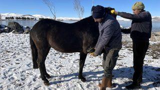 Çıldır Gölü'nün atlı kızakçıları sezon için atlarını nallamaya başladı