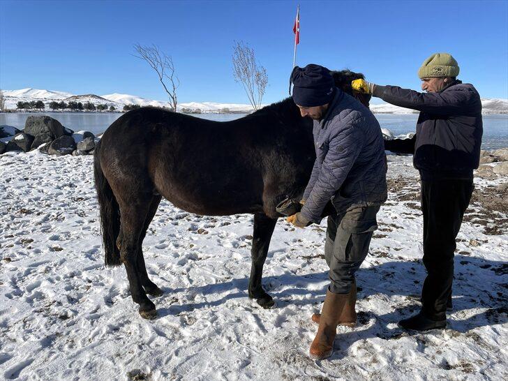 Çıldır Gölü'nün atlı kızakçıları sezon için atlarını nallamaya başladı