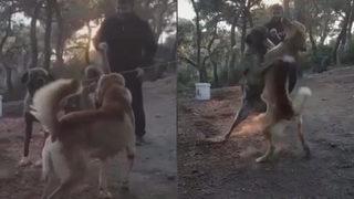 Son dakika... Büyükada’da köpek dövüşü dehşeti! Hemen harekete geçildi…