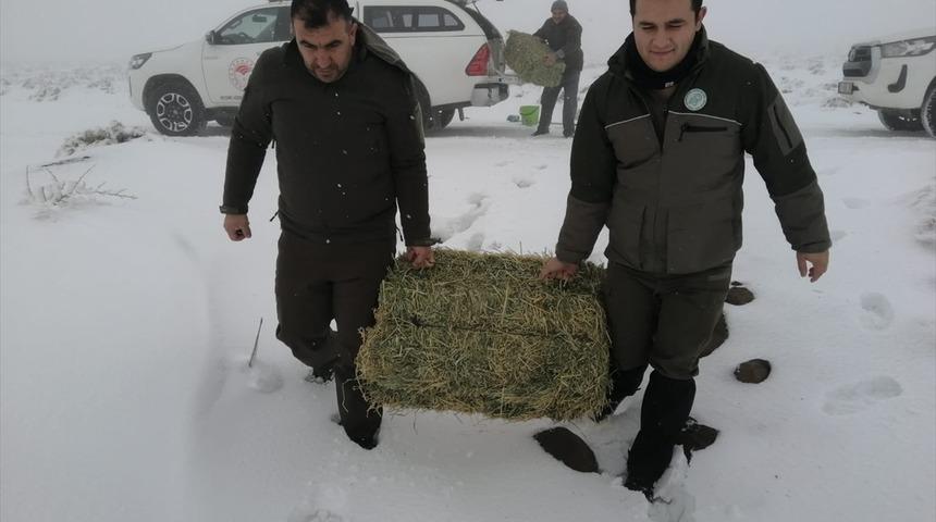 Şanlıurfa'da yaban hayvanları için doğaya yem bırakıldı