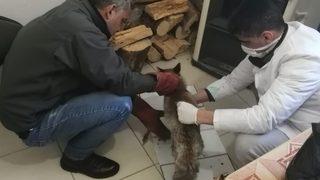 Osmaniye'de tedavisi tamamlanan tilki doğaya salındı