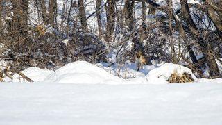 Tunceli ve Kars'ta aç kalan tilkiler yiyecek ararken görüntülendi
