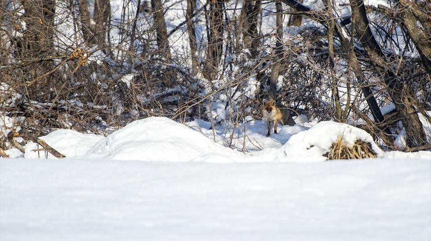 Tunceli ve Kars'ta aç kalan tilkiler yiyecek ararken görüntülendi