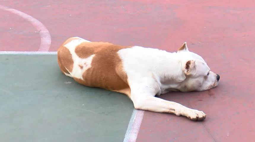 Son dakika haberi: Pitbull'da yeni dehşet! Sahibi gençlerin üzerine saldı... Ambulansa binerken bile saldırmaya devam etti