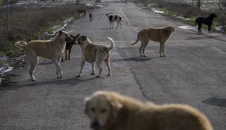 İstanbul'daki sokak hayvanları i&ccedil;in yeni karar!