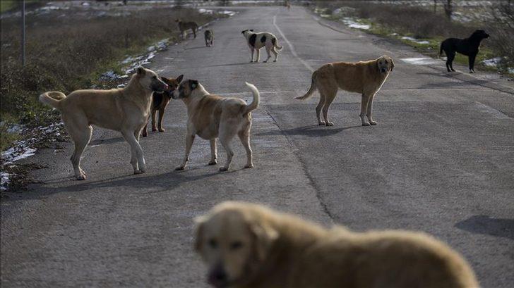 Artan sahipsiz sokak köpeği saldırıları sonrasında Ankara Valiliği'nden "acil" tedbir kararı! Tüm belediyelere yazı gönderildi