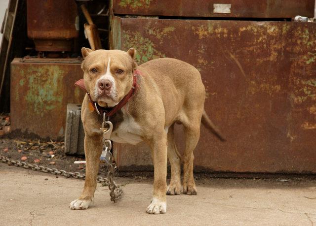 Sokak hayvanları toplanıyor mu? Sokak köpeklerini toplaması için neresi, hangi numara aranır?