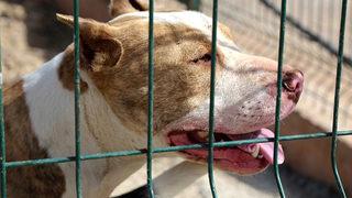 SON DAKİKA | Yasağa rağmen internette pitbull satışı! Asiye Ateş'in başına gelenlerden sonra büyük tepki