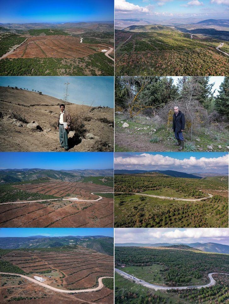 Çorak arazinin ormana dönüşümü emektar memurun 20 yıllık fotoğrafında G1