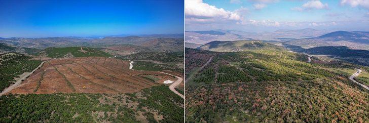 Çorak arazinin ormana dönüşümü emektar memurun 20 yıllık fotoğrafında G2