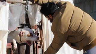 Son dakika: Hayvanlarla ilgili 81 ile genelge