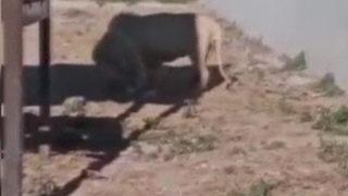 Ziyaretçilerin gözü önünde oldu! Hayvanat bahçesindeki aslan, kendi yavrusunu yedi