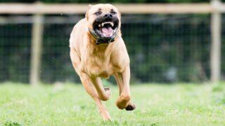 Kangal köpeği yetiştiricisi: Laboratuvar köpeği olan pitbullar insan elinde katilleşiyor