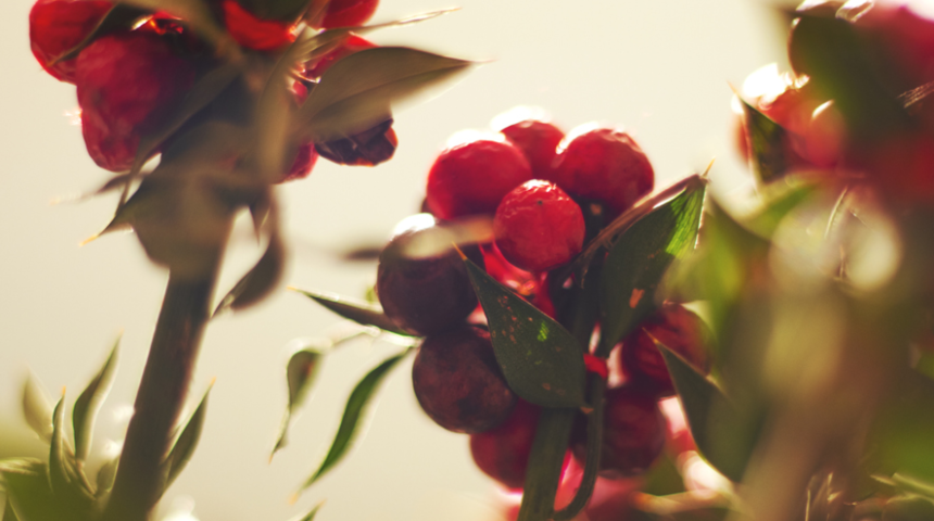 Ev sahibi olmak isteyen bu çiçek için sıraya giriyor: Üzerinde meyveleri kalıyorsa...