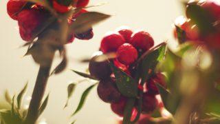 Ev sahibi olmak isteyen bu çiçek için sıraya giriyor: Üzerinde meyveleri kalıyorsa...