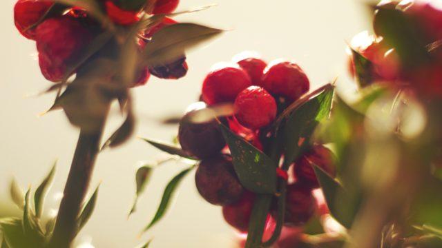 Ev sahibi olmak isteyen bu çiçek için sıraya giriyor: Üzerinde meyveleri kalıyorsa...