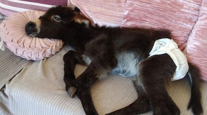 Annesi tarafından terk edilen eşek, insanların yanında yaşadıkça kendisini köpek zannetmeye başladı