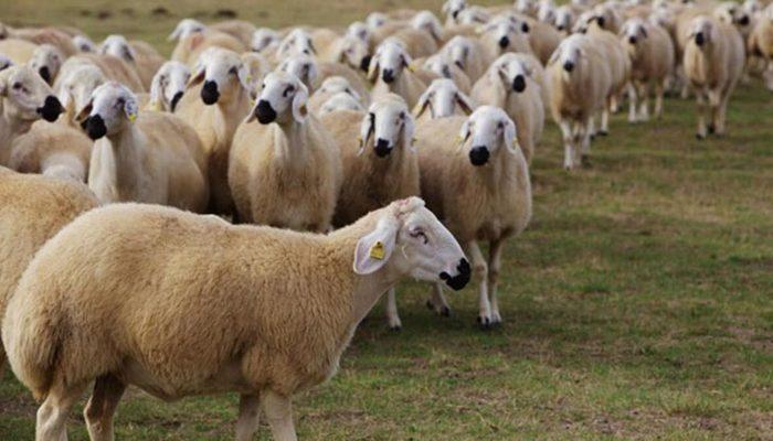 Son Dakika: Eskişehir'de çobanla 3 koyun karşılığında fuhuş! Sürü sahibi şikayetçi olunca ortaya çıktı