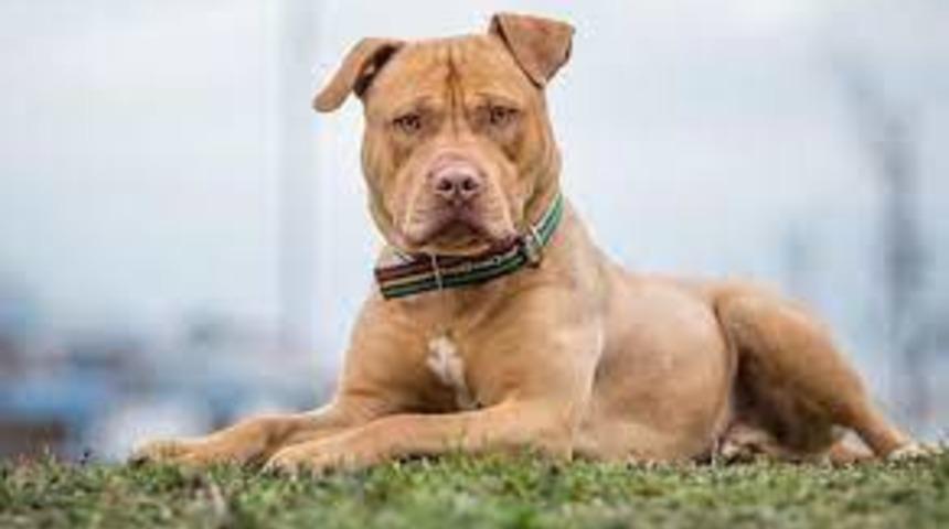 'Tehlikeli ırk' belirlenen köpeklerin son kısırlaştırma tarihi ne zaman? Kurala uymayanlara ceza geliyor!