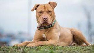 'Tehlikeli ırk' belirlenen köpeklerin son kısırlaştırma tarihi ne zaman? Kurala uymayanlara ceza geliyor!