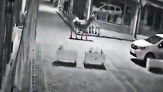 Ankara'da şoke eden olay! Aç kalan geyik şehir merkezinde böyle görüntülendi