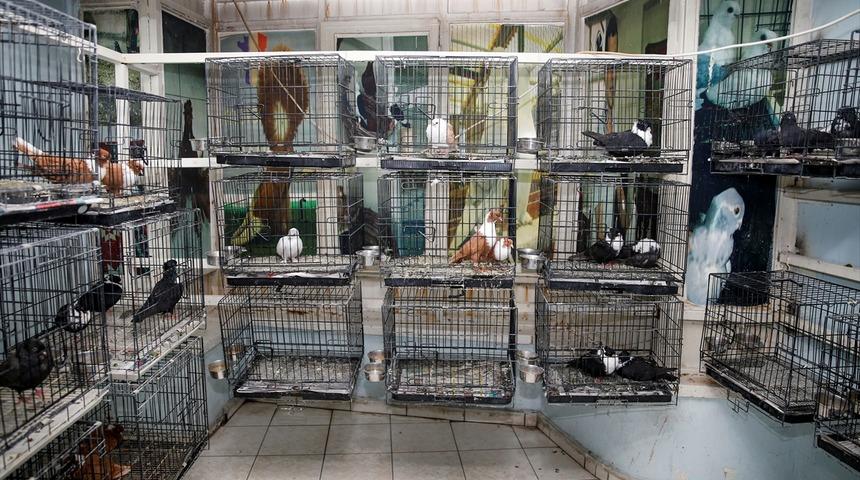 Diyarbakır'da 100 odalı güvercin oteli! Kış aylarında talep daha fazla oluyor