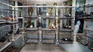 Diyarbakır'da 100 odalı güvercin oteli! Kış aylarında talep daha fazla oluyor