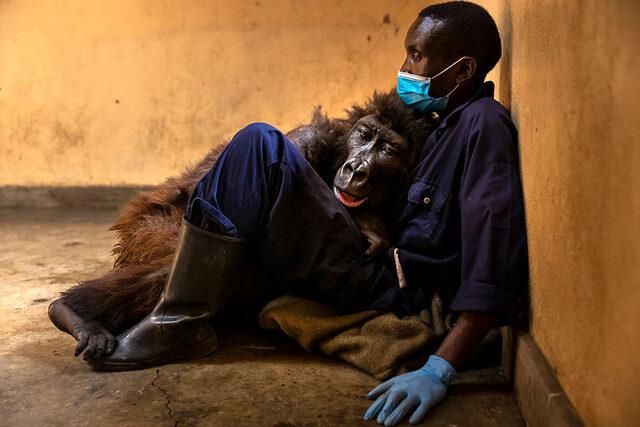 Demokratik Kongo Cumhuriyeti'ndeki Afrika'nın en eski doğal parkı Virunga'da yetim bir dağ gorili olan Ndakasi, Eylül ayındaki ölümünden kısa bir süre önce bakıcısı Adre Bauma'nın kollarında yatıyor. Bauma, Ndakasi'yi henüz iki aylıkken ailesini öldüren kaçak avcıların elinden kurtardı. Hiçbir akrabası olmadığı için bakıcılar Ndakasi'nin doğal hayata salınmasının doğru olmayacağına karar verdi. Ndakasi bu sebeple bir goril yetimhanesinde bakıldı.