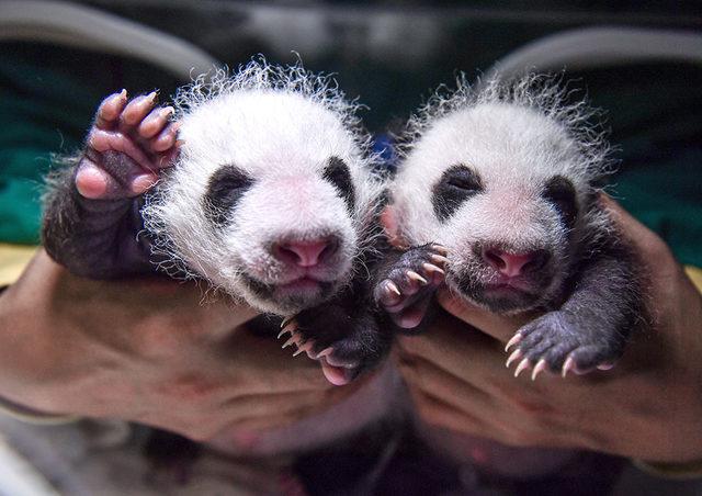 Dev panda Su Shan, Ağustos ayında Çin'in Sichuan eyaletindeki Wolong Ulusal Doğa Koruma Alanı'nda bebeklerini dünyaya getirdi.
