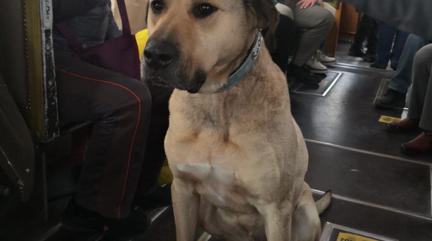 Son Dakika: Boji toplu ulaşıma geri döndü! "Özlemişim hepinizi"